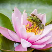 Syndrom gotowanej żaby, czyli jak nasza psychika reaguje na otaczającą nas sytuację